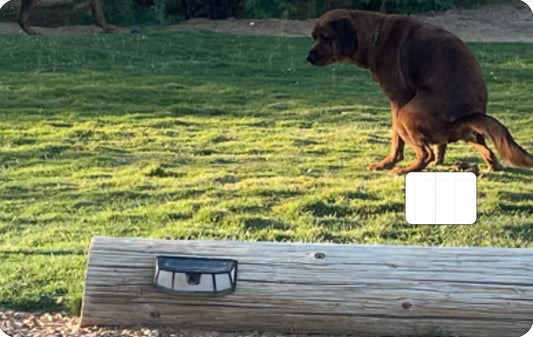 Card Slap- Fury Friends